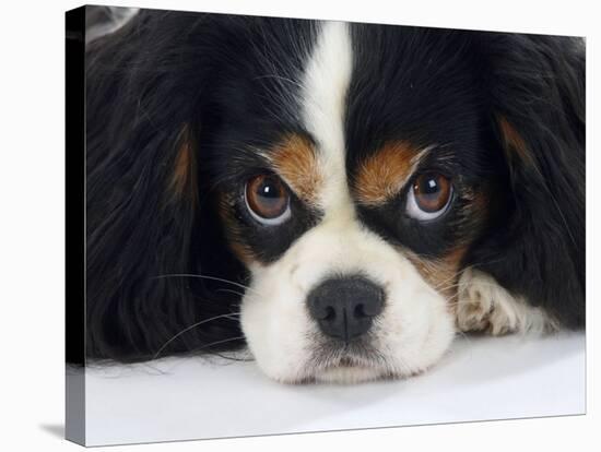 Cavalier King Charles Spaniel, Tricolour, Portrait-Petra Wegner-Stretched Canvas