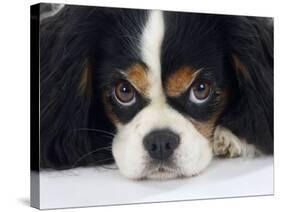 Cavalier King Charles Spaniel, Tricolour, Portrait-Petra Wegner-Stretched Canvas