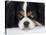 Cavalier King Charles Spaniel, Tricolour, Portrait-Petra Wegner-Stretched Canvas