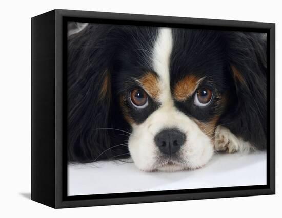 Cavalier King Charles Spaniel, Tricolour, Portrait-Petra Wegner-Framed Stretched Canvas