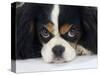 Cavalier King Charles Spaniel, Tricolour, Portrait-Petra Wegner-Stretched Canvas