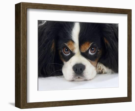 Cavalier King Charles Spaniel, Tricolour, Portrait-Petra Wegner-Framed Photographic Print