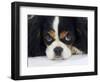 Cavalier King Charles Spaniel, Tricolour, Portrait-Petra Wegner-Framed Photographic Print