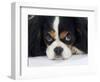 Cavalier King Charles Spaniel, Tricolour, Portrait-Petra Wegner-Framed Photographic Print