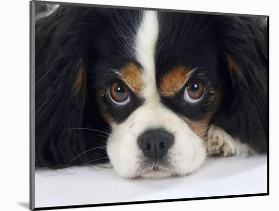 Cavalier King Charles Spaniel, Tricolour, Portrait-Petra Wegner-Mounted Photographic Print