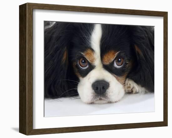 Cavalier King Charles Spaniel, Tricolour, Portrait-Petra Wegner-Framed Photographic Print