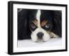 Cavalier King Charles Spaniel, Tricolour, Portrait-Petra Wegner-Framed Photographic Print