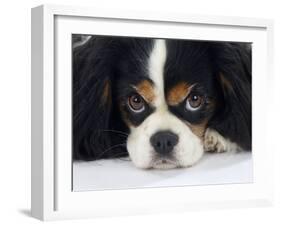 Cavalier King Charles Spaniel, Tricolour, Portrait-Petra Wegner-Framed Photographic Print