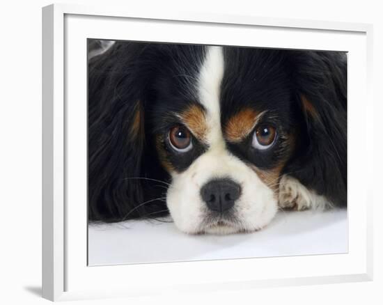 Cavalier King Charles Spaniel, Tricolour, Portrait-Petra Wegner-Framed Photographic Print