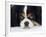 Cavalier King Charles Spaniel, Tricolour, Portrait-Petra Wegner-Framed Photographic Print