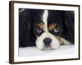 Cavalier King Charles Spaniel, Tricolour, Portrait-Petra Wegner-Framed Photographic Print