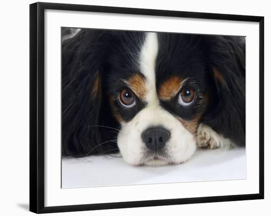 Cavalier King Charles Spaniel, Tricolour, Portrait-Petra Wegner-Framed Photographic Print