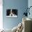 Cavalier King Charles Spaniel, Tricolour, Portrait-Petra Wegner-Mounted Photographic Print displayed on a wall