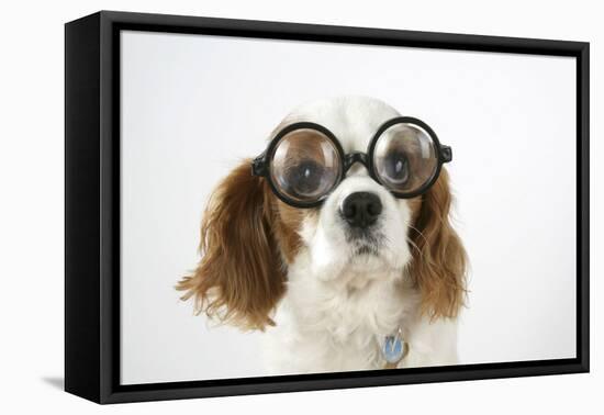 Cavalier King Charles Spaniel Wearing Joke-null-Framed Stretched Canvas