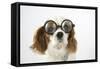 Cavalier King Charles Spaniel Wearing Joke-null-Framed Stretched Canvas