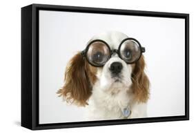 Cavalier King Charles Spaniel Wearing Joke-null-Framed Stretched Canvas