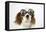 Cavalier King Charles Spaniel Wearing Joke-null-Framed Stretched Canvas