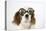 Cavalier King Charles Spaniel Wearing Joke-null-Stretched Canvas