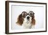 Cavalier King Charles Spaniel Wearing Joke-null-Framed Photographic Print