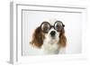 Cavalier King Charles Spaniel Wearing Joke-null-Framed Photographic Print