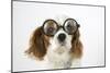 Cavalier King Charles Spaniel Wearing Joke-null-Mounted Photographic Print