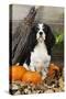 Cavalier King Charles Spaniel with Broom and Pumpkins-null-Stretched Canvas