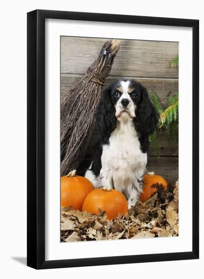 Cavalier King Charles Spaniel with Broom and Pumpkins-null-Framed Photographic Print