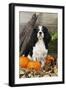 Cavalier King Charles Spaniel with Broom and Pumpkins-null-Framed Photographic Print