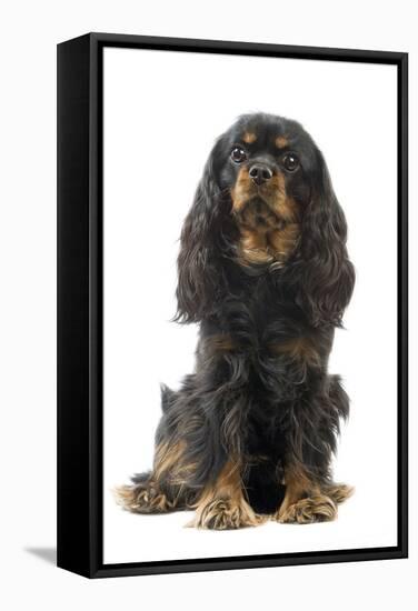 Cavalier King Charles Spaniel-null-Framed Stretched Canvas