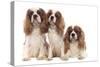 Cavalier King Charles Spaniel-null-Stretched Canvas