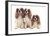 Cavalier King Charles Spaniel-null-Framed Photographic Print