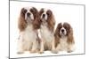 Cavalier King Charles Spaniel-null-Mounted Photographic Print