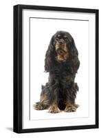 Cavalier King Charles Spaniel-null-Framed Photographic Print