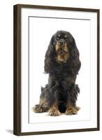 Cavalier King Charles Spaniel-null-Framed Photographic Print