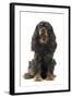 Cavalier King Charles Spaniel-null-Framed Photographic Print