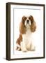 Cavalier King Charles Spaniel-null-Framed Photographic Print