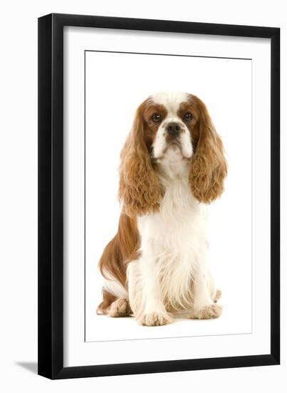 Cavalier King Charles Spaniel-null-Framed Photographic Print