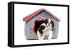 Cavalier King Charles Spaniels in Bed House-null-Framed Stretched Canvas