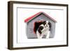 Cavalier King Charles Spaniels in Bed House-null-Framed Photographic Print