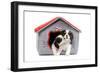 Cavalier King Charles Spaniels in Bed House-null-Framed Photographic Print