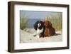 Cavalier King Charles Spaniels With Tricolor And Ruby Colourations On Beach, Texel, Netherlands-Petra Wegner-Framed Photographic Print