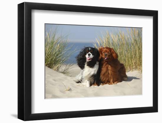 Cavalier King Charles Spaniels With Tricolor And Ruby Colourations On Beach, Texel, Netherlands-Petra Wegner-Framed Photographic Print