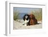 Cavalier King Charles Spaniels With Tricolor And Ruby Colourations On Beach, Texel, Netherlands-Petra Wegner-Framed Photographic Print