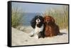Cavalier King Charles Spaniels With Tricolor And Ruby Colourations On Beach, Texel, Netherlands-Petra Wegner-Framed Stretched Canvas