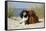 Cavalier King Charles Spaniels With Tricolor And Ruby Colourations On Beach, Texel, Netherlands-Petra Wegner-Framed Stretched Canvas