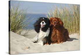 Cavalier King Charles Spaniels With Tricolor And Ruby Colourations On Beach, Texel, Netherlands-Petra Wegner-Stretched Canvas