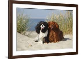 Cavalier King Charles Spaniels With Tricolor And Ruby Colourations On Beach, Texel, Netherlands-Petra Wegner-Framed Photographic Print