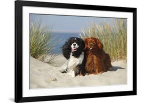 Cavalier King Charles Spaniels With Tricolor And Ruby Colourations On Beach, Texel, Netherlands-Petra Wegner-Framed Photographic Print