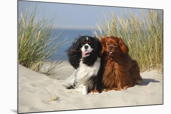 Cavalier King Charles Spaniels With Tricolor And Ruby Colourations On Beach, Texel, Netherlands-Petra Wegner-Mounted Photographic Print