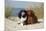 Cavalier King Charles Spaniels With Tricolor And Ruby Colourations On Beach, Texel, Netherlands-Petra Wegner-Mounted Photographic Print